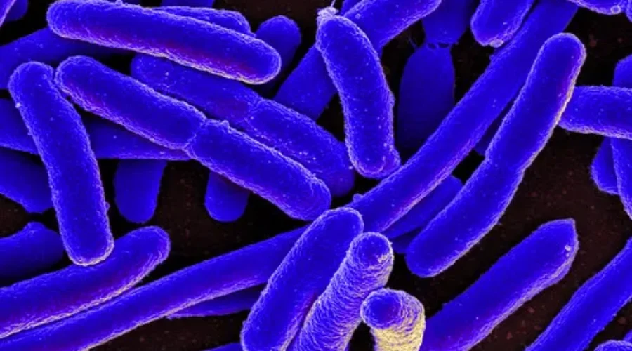 E.Coli Concerns Force Recall