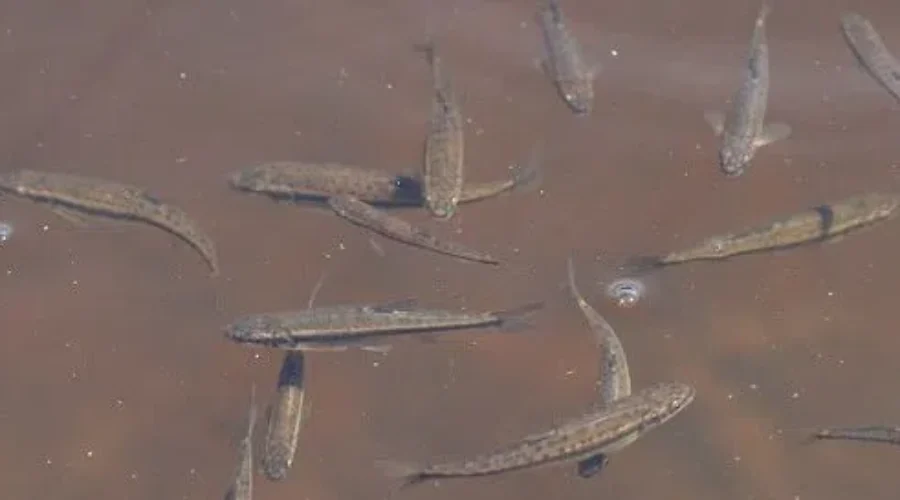 Province Unveils Draft Bait Plan