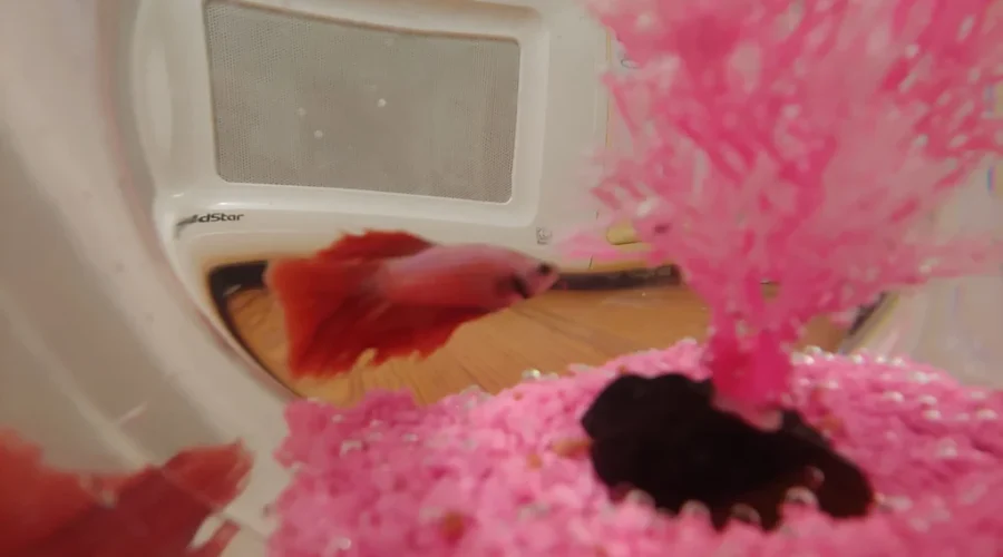 Farewell Betty, What Now?