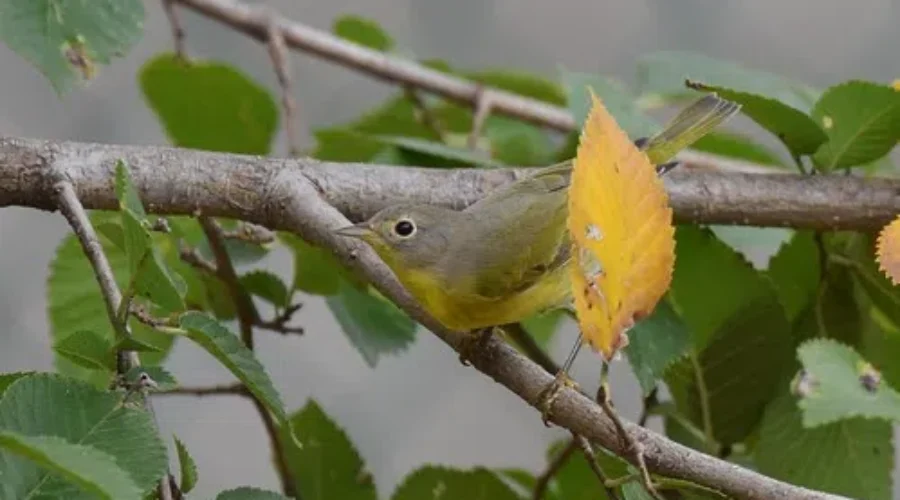 Fewer Birds Banded On McKellar Island