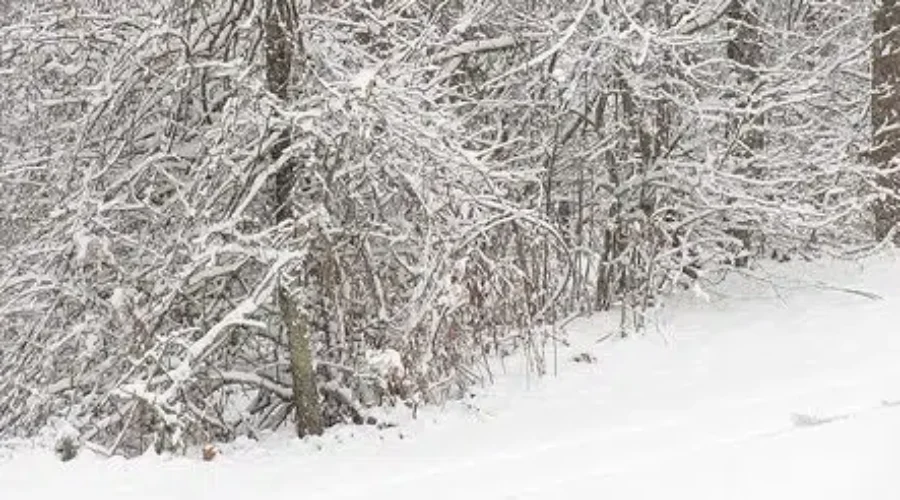 Up To 15cm Of Snow Possible Tonight