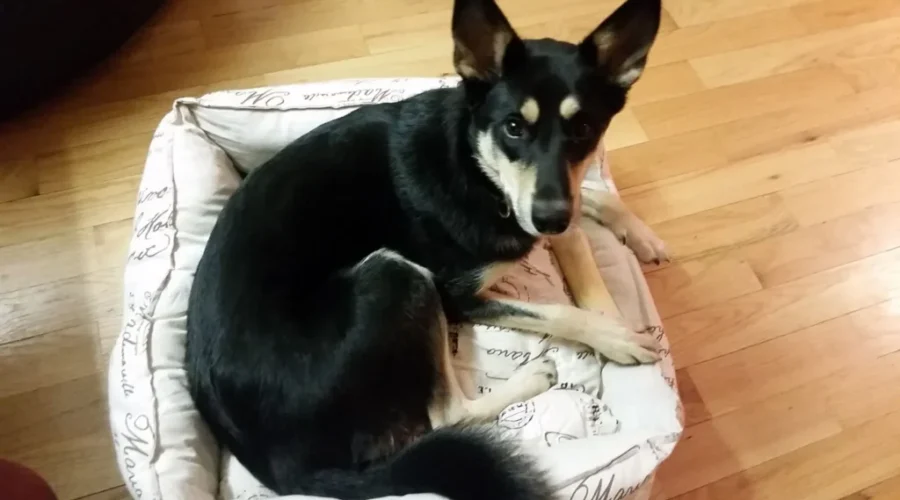 Family Reunited With Beloved Dog