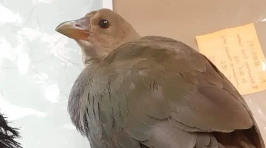 Rare Bird Turns Up In Neskantaga