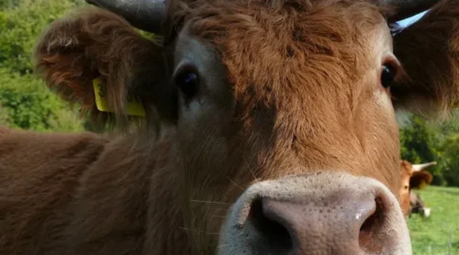 Cattle Farmers Facing ‘A Bit Of A Disaster’