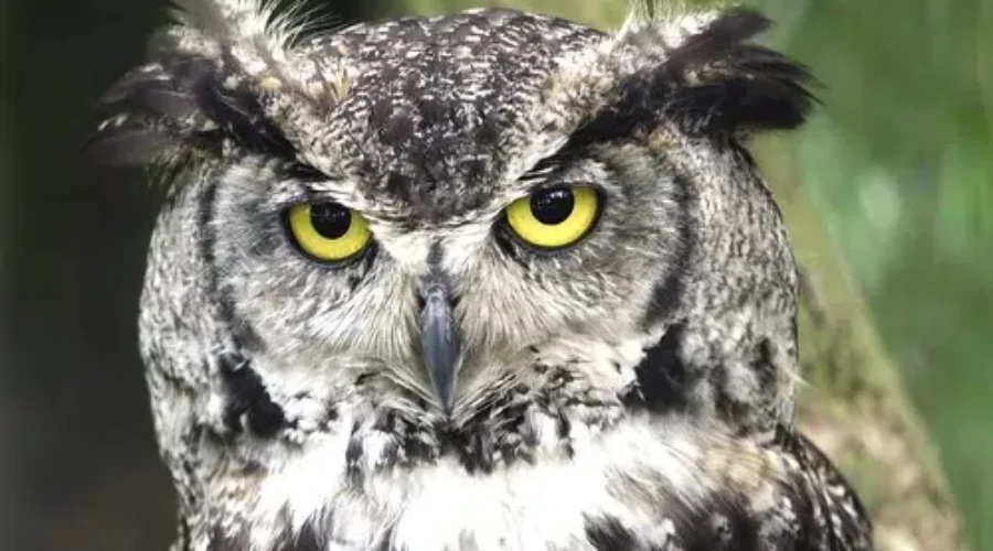 Boxing Day Bird Count Back For 80th Year