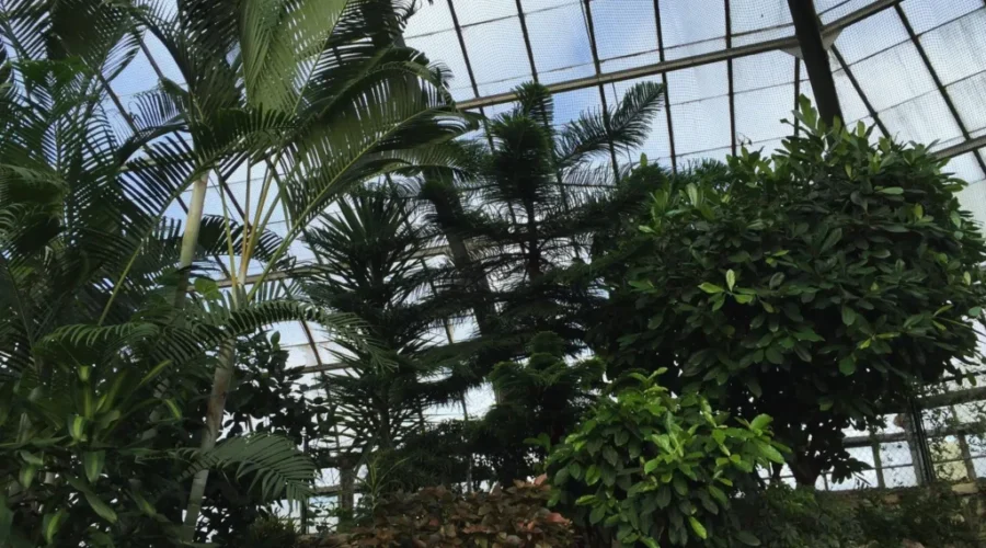 Library, Conservatory Protest Possible Cuts