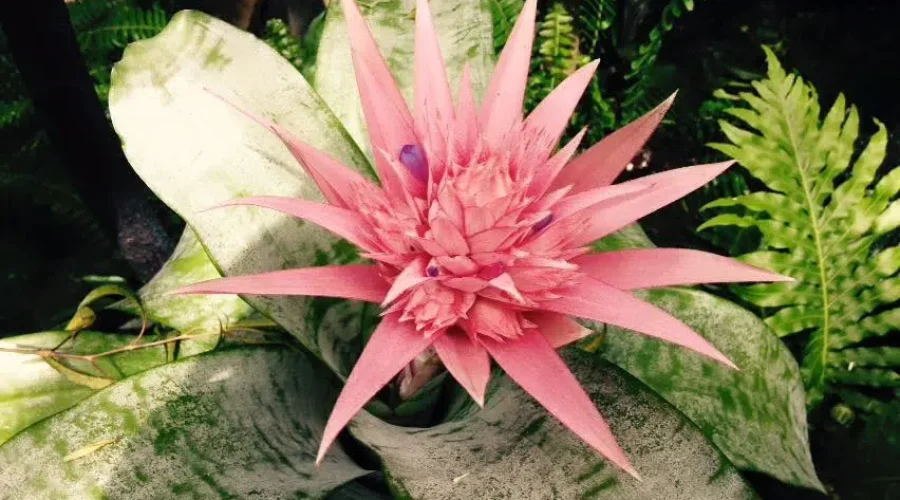 Group Rallies Around Conservatory