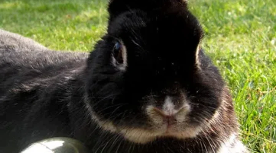 Easter Bunny An Essential Service Worker