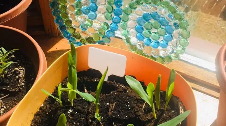 DIY Sun Catcher