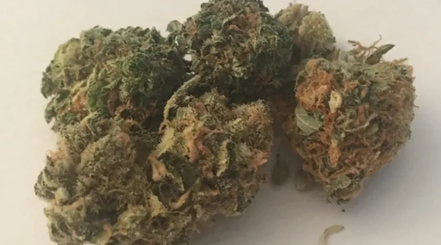 Marijuana Clinic Moving To Thunder Bay