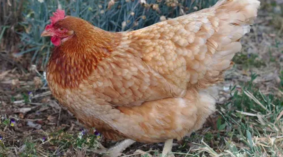 Backyard Chicken Debate Defeated