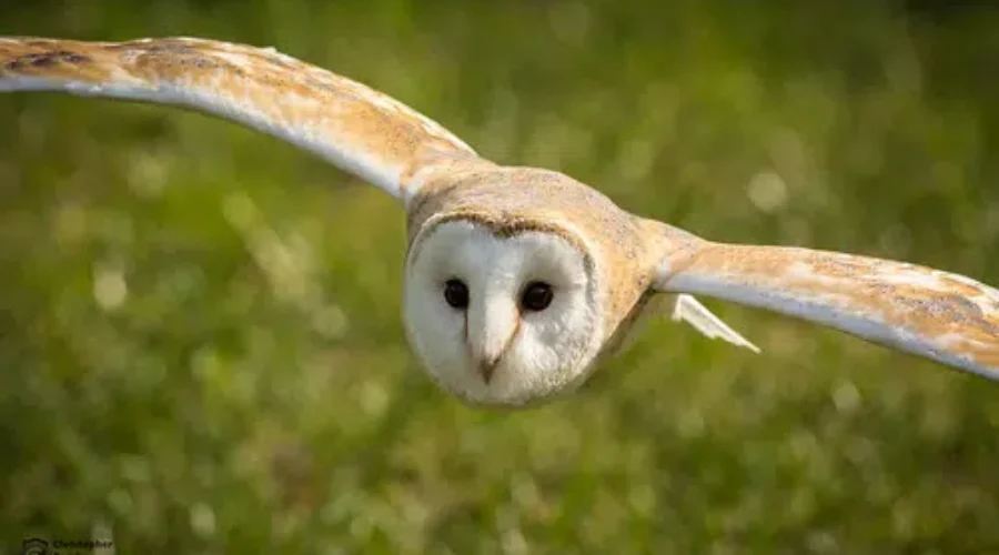 Have You Ever Seen an Owl Run!?
