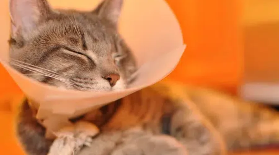 Humane Society Doing Cat Spay &amp; Neuters