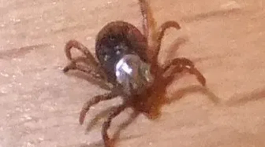 Watch For Ticks This Long Weekend