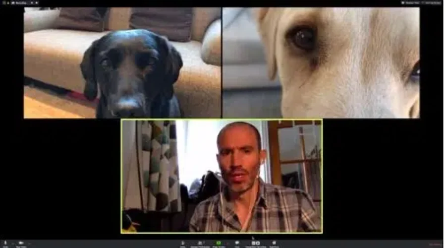 WATCH: Serious Zoom Meeting with Dogs!