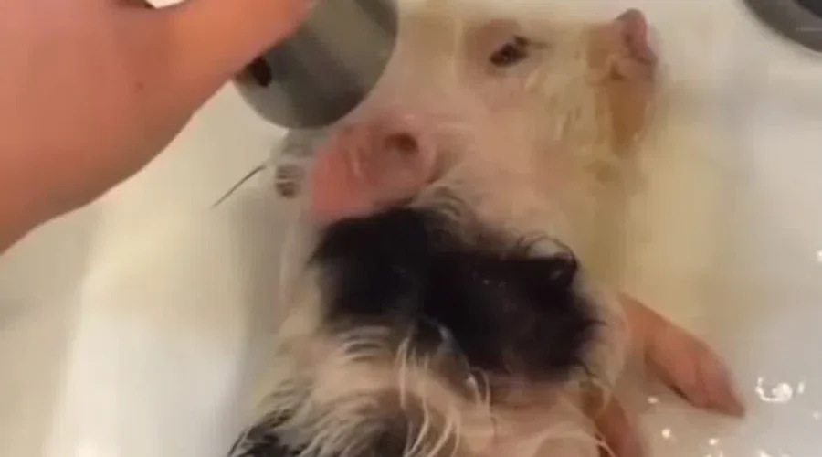 WATCH: Take a Break w/Adorable Animals