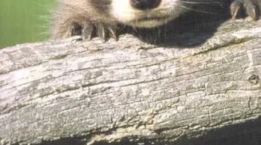 WATCH: Baby Raccoon Herds Goats!!!