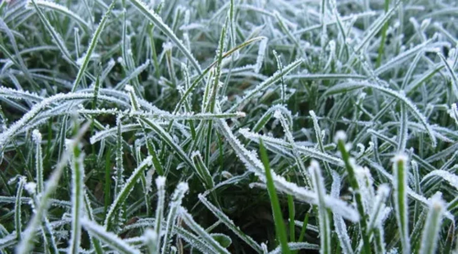 Cold Snap Brings Frost Advisory