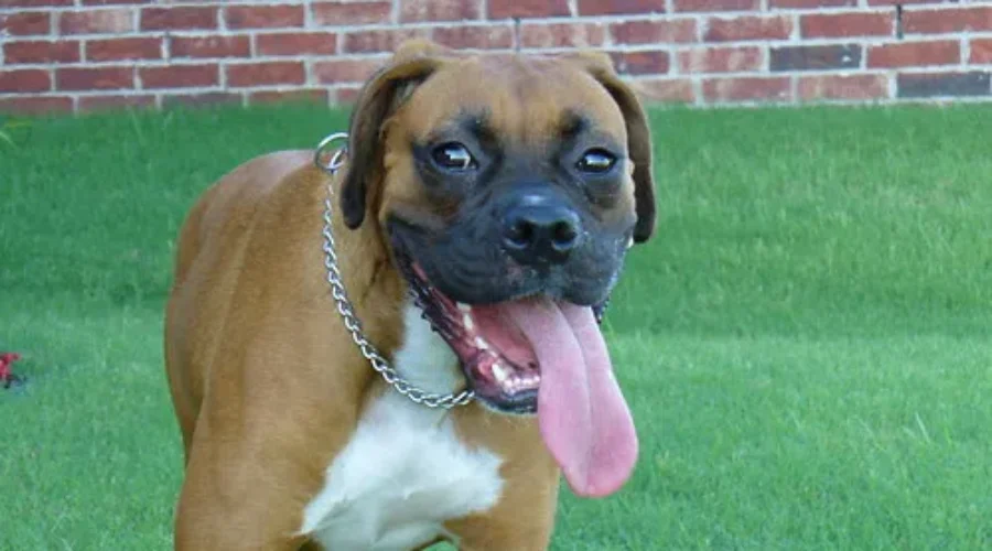 WATCH: Keep Your Dog Safe in the Heat!