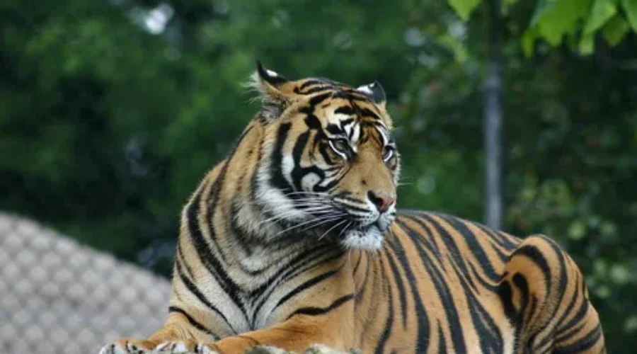 Tiger King: Carole Gets Joe Exotic’s Zoo!