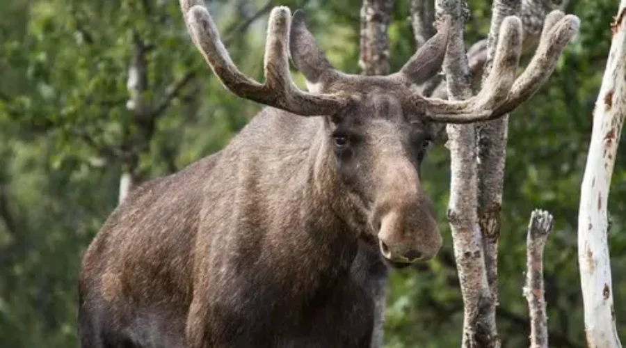 Moose vs. OPP Car – Wildlife Safety Tips