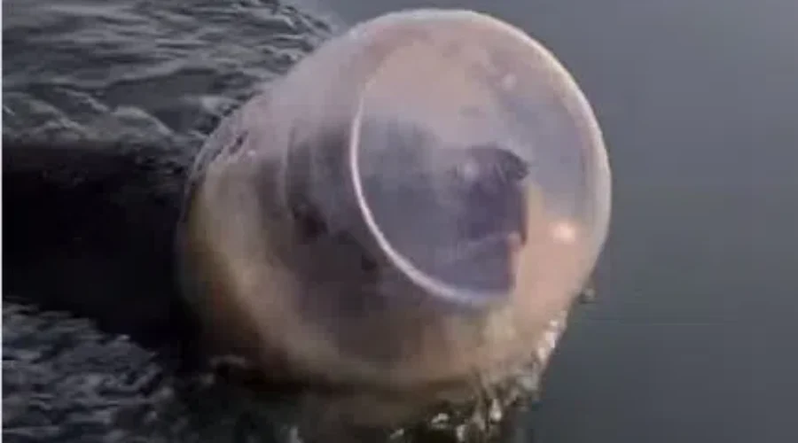 WATCH: Family Rescues Bear