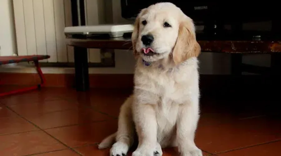 RCMP Probe Puppy Scam