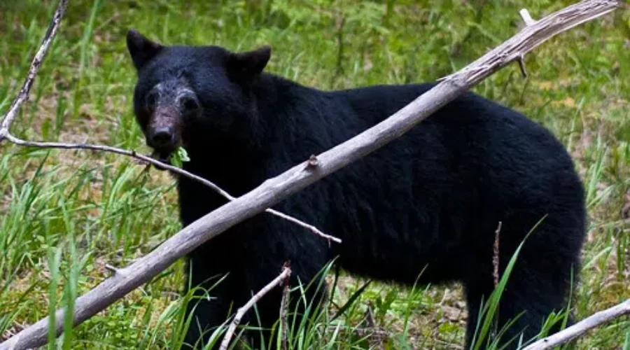 Bear Sightings Up Across District