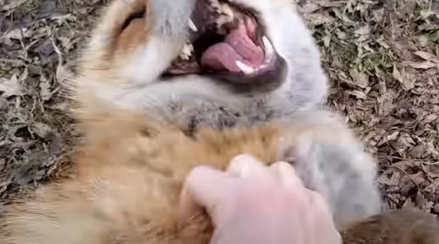 WATCH: Laughing Foxes
