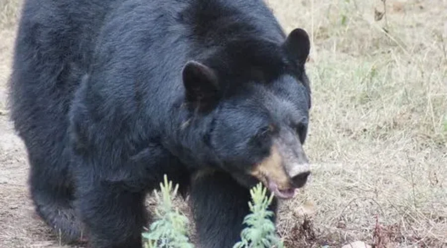 Police Confirm Black Bear Killed Berry Picker