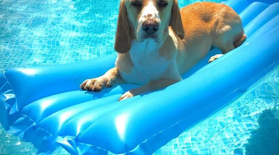 My dog has Astraphobia.