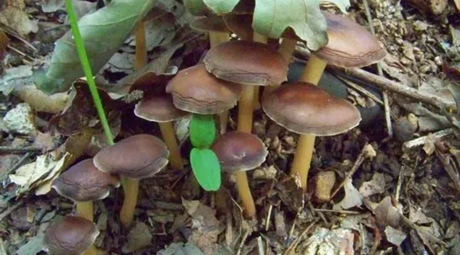 Magic Mushrooms Approved For Patients With Incurable Cancer