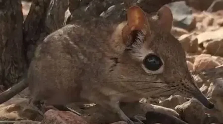 WATCH: Tiny Elephant Shrew Discovered
