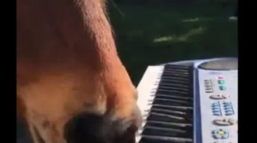 A Horse Playing the Piano