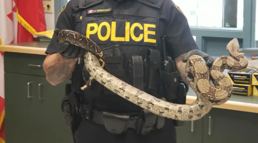 Snake Found In Fort Frances