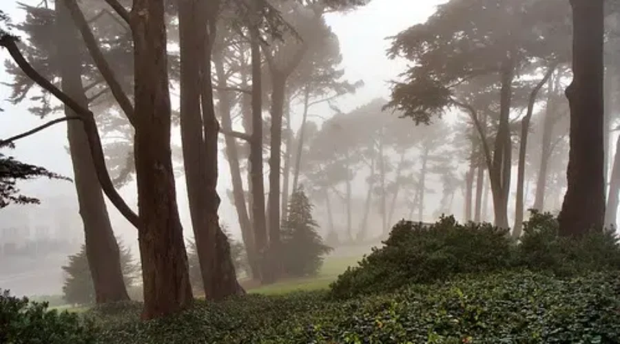 The Great Outdoors? There’s An App For That