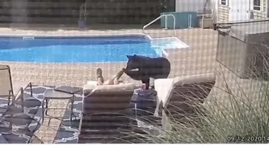 WATCH: Man Woken Up By Bear!