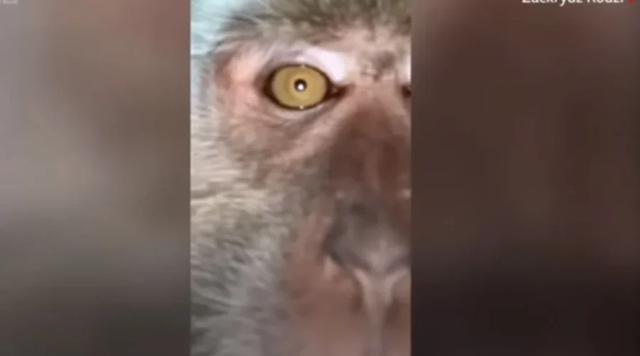 WATCH: Marauder Monkey’s Selfie Video