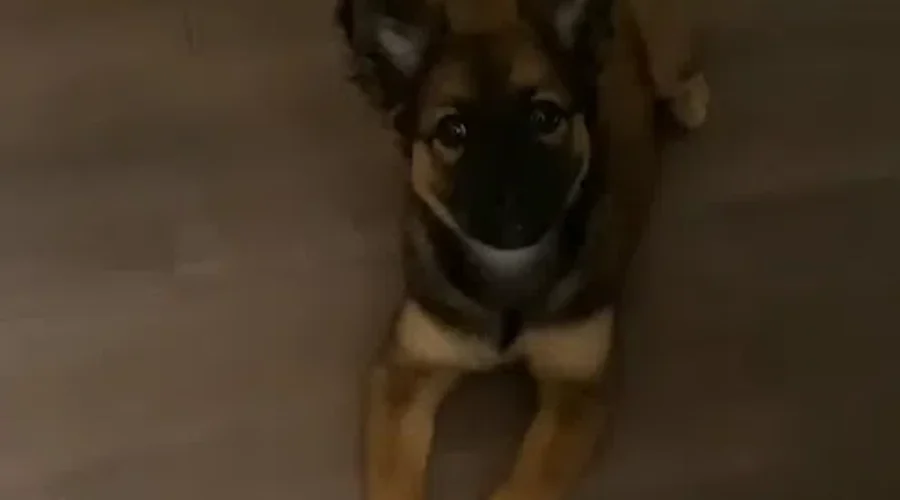 WATCH: Puppy Plays Hide And Seek