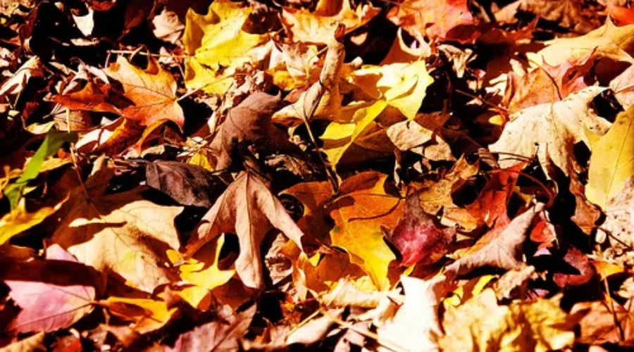 Leave Leaves Alone: Nature Group