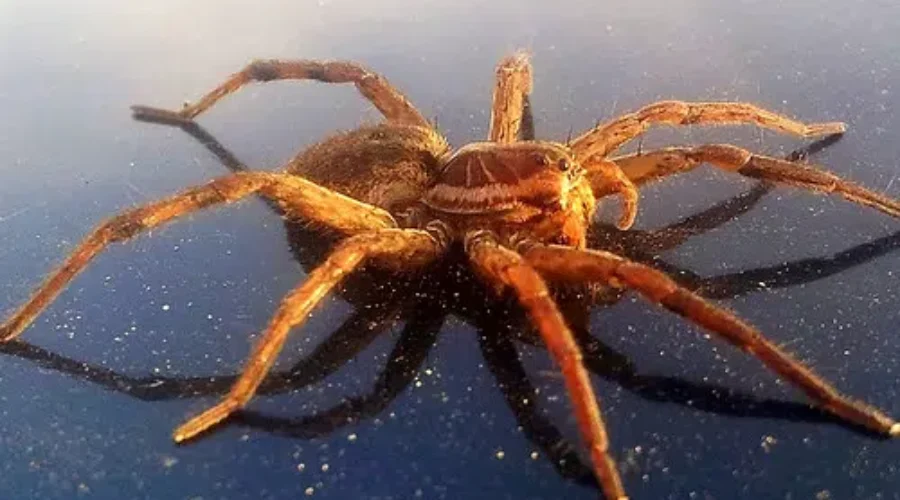 WATCH: Spider Dog