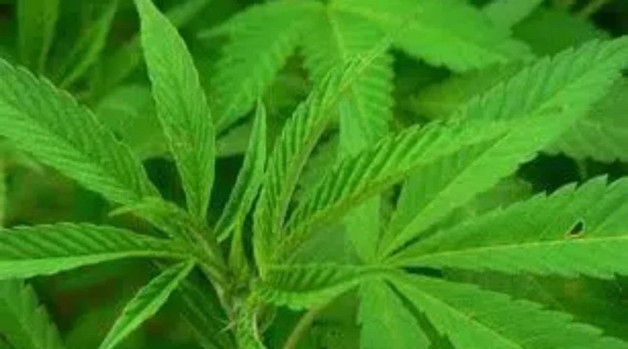 City Police Have Cannabis Plan