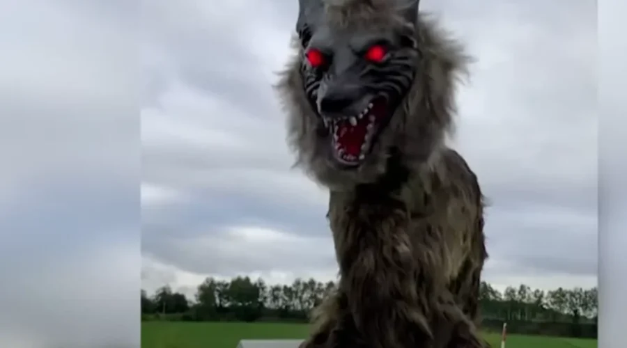 Watch: Monster Wolves?