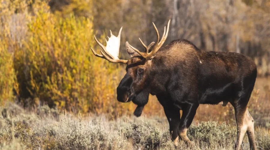 WATCH: Moose Eat Pumpkins?!?!