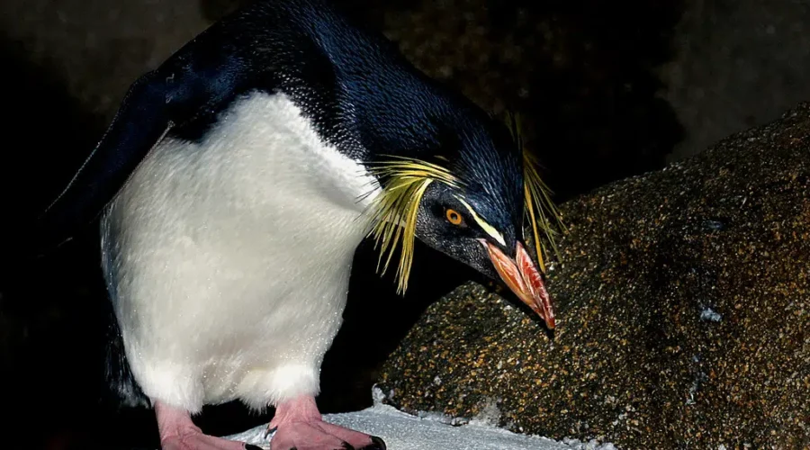 Watch: Confused Penguin Hops Off With The Wrong Group