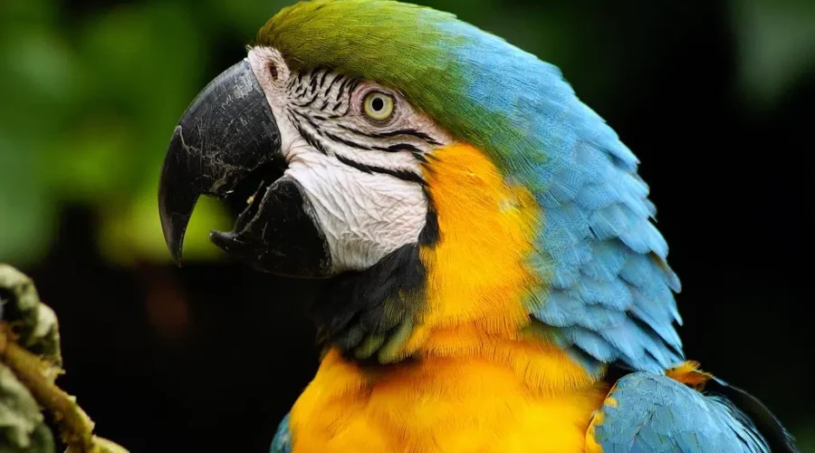 WATCH: Parrot Sings Led Zeppelin