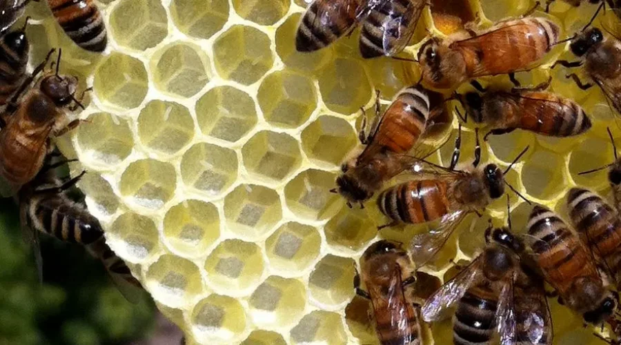 WATCH: Man Carry’s Bee Colony On Arm