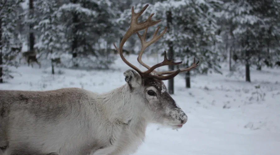 WATCH: A Reindeer &amp; A Christmas Tree