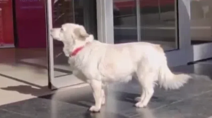 WATCH: Dogs…Our Most Loyal Friends