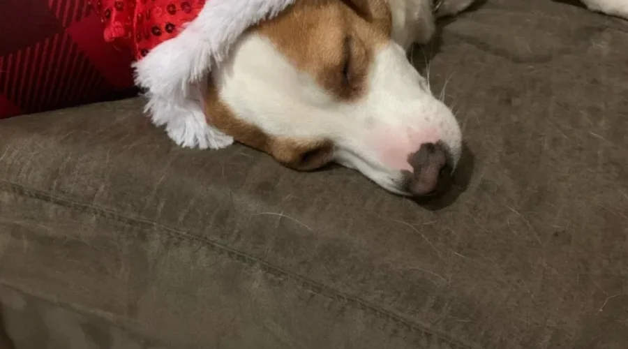 National Dress Up Your Pet Day